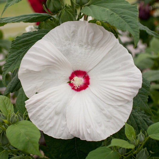 White Eye Hibiscus Flower Seeds