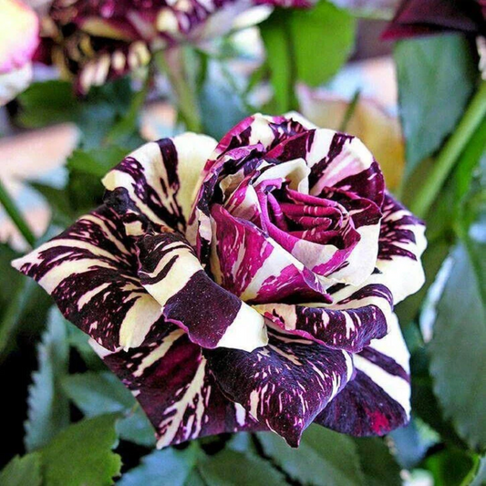 Schwarze Drachenrose Blumensamen