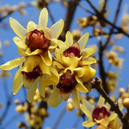 Semi di arbusto Wintersweet