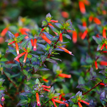 Cuphea Ignea Flower Seeds