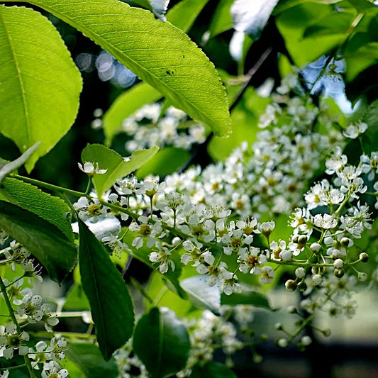 Black Cherry Flower Seeds