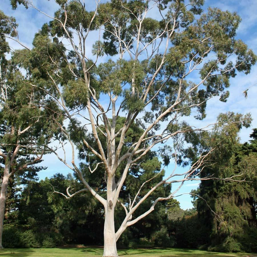 Corymbia Citriodora Tree Seeds