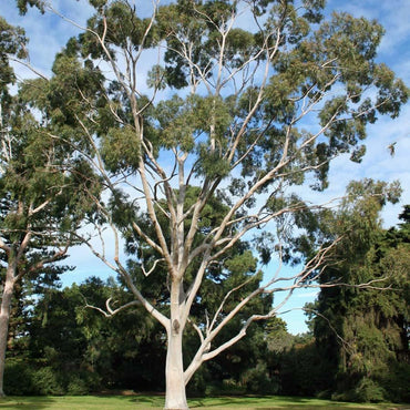 Corymbia Citriodora (Lemon-Scented Gum) Tree Seeds for Planting – Heirloom, Non-GMO, Drought-Tolerant