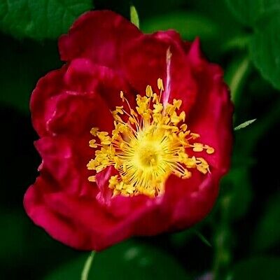 Red Rosa Rugosa Flower Seeds