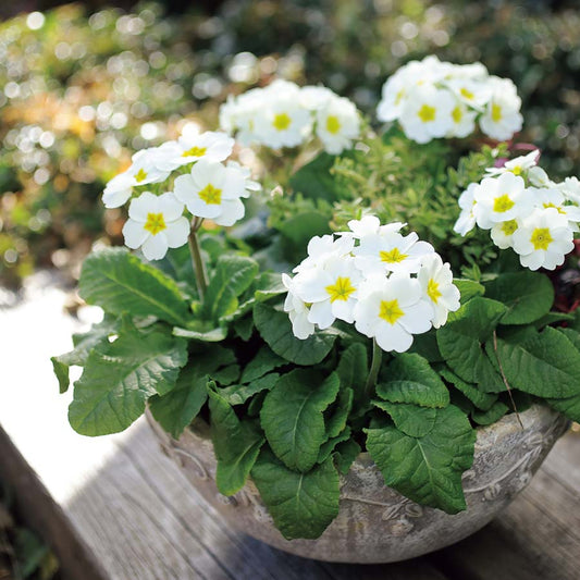 Primula Polyantha Flower Seeds
