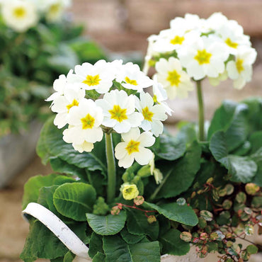 Primula Polyantha Flower Seeds