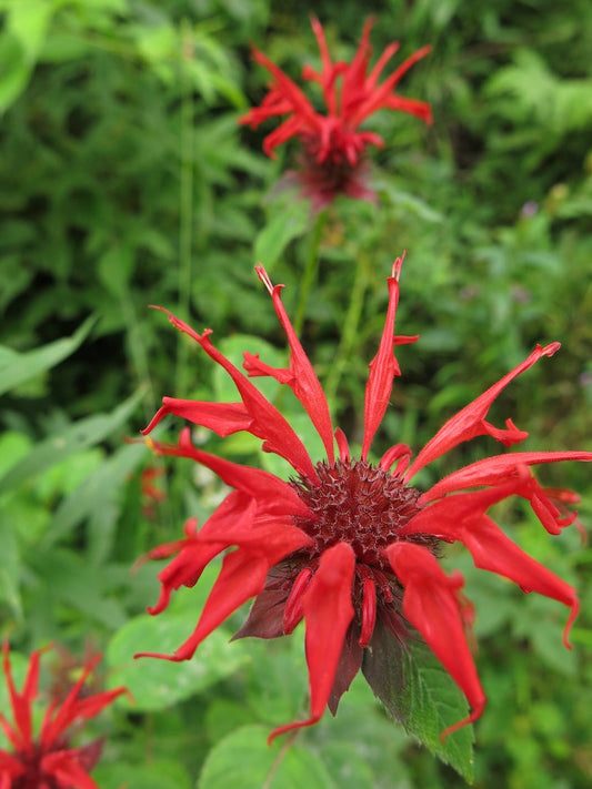 Monarda Flower seeds for Planting Drought Tolerant Heirloom & GMO Free Seeds for Home Garden 
 
 Sale for planting in home garden