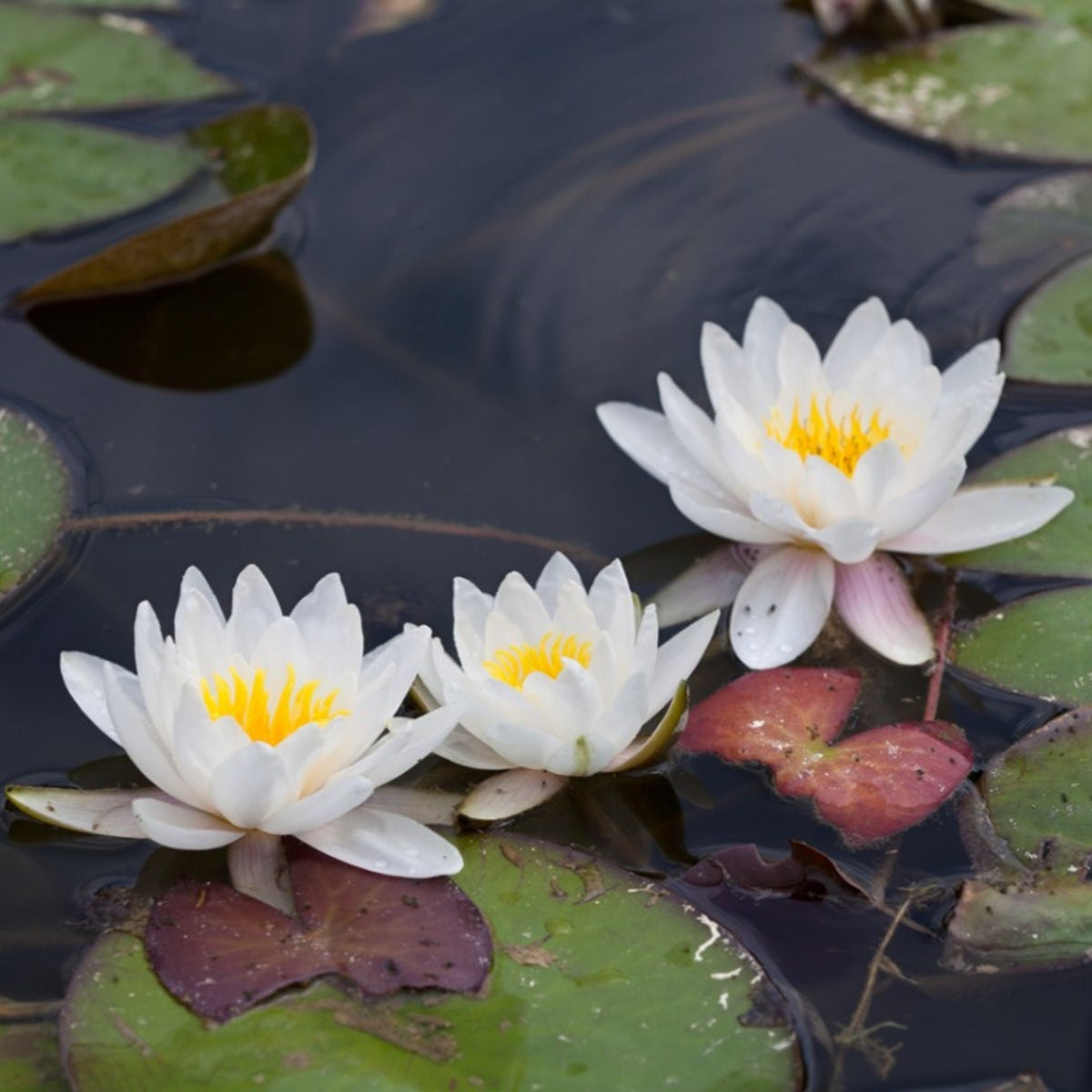 White Water Lily Flower Seeds
