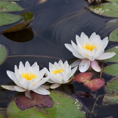 White Water Lily Flower Seeds