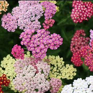 Achillea 'Summer Pastels' Seeds - Soft Colored Perennial with Vibrant Flower Clusters