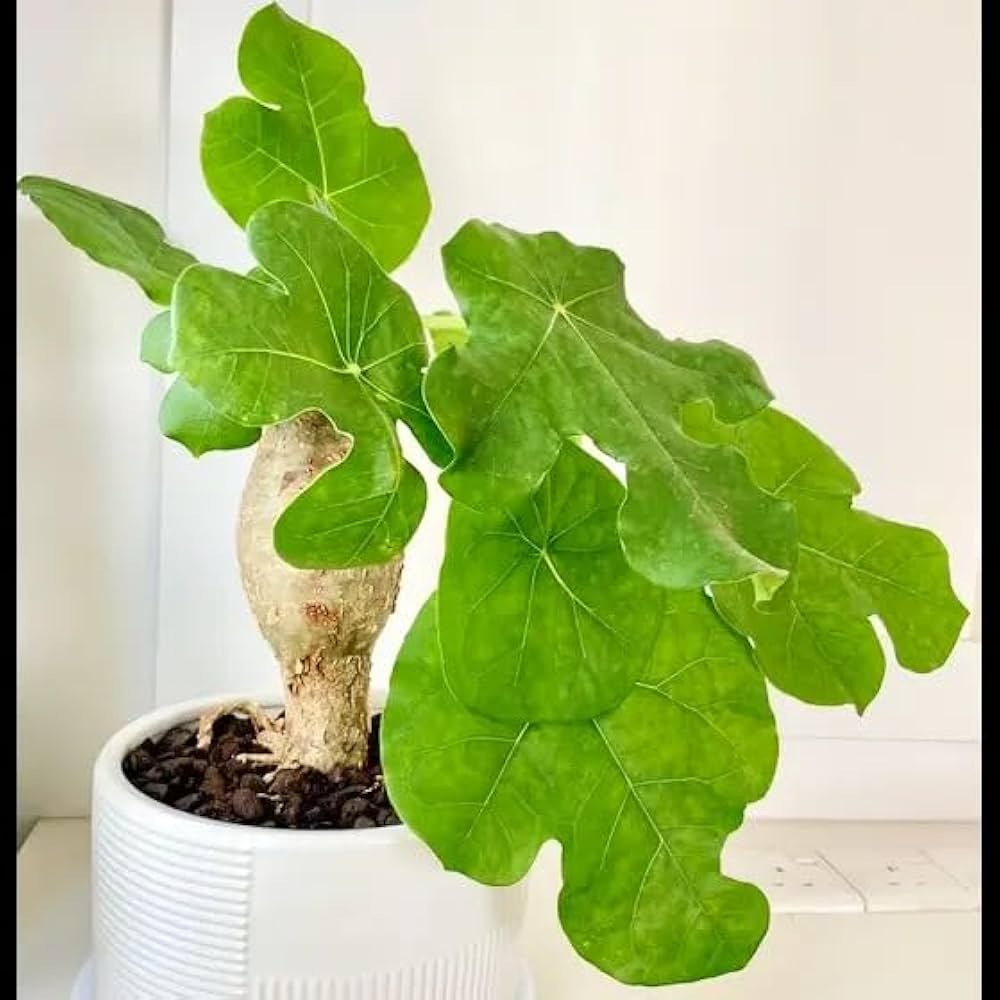 仏陀の植物の種 聖なる植え付けのための