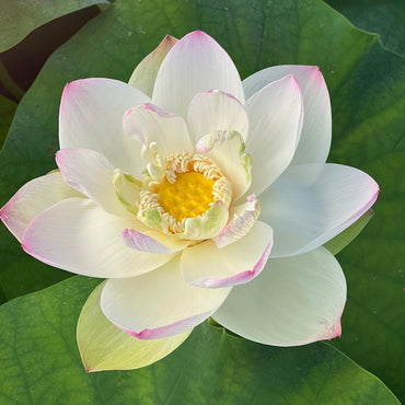 Giant Sacred Lotus Seeds – Large Bloom Aquatic Plant for Stunning Garden Ponds