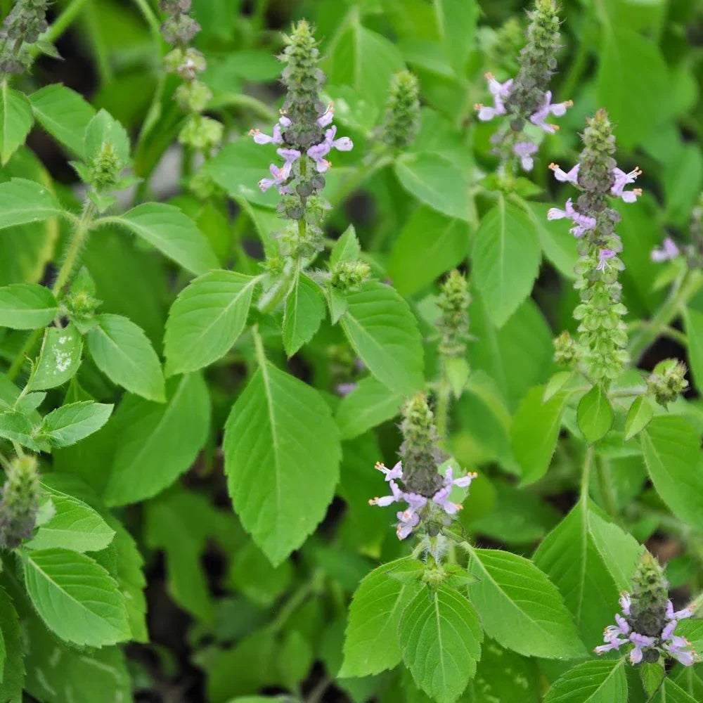 Sacred Tulasi Herb Seeds For Planting heirloom non-gmo organic garden seeds