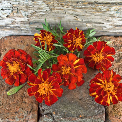 French Marigold 'Safari Red' – Bold & Vibrant Garden Flower