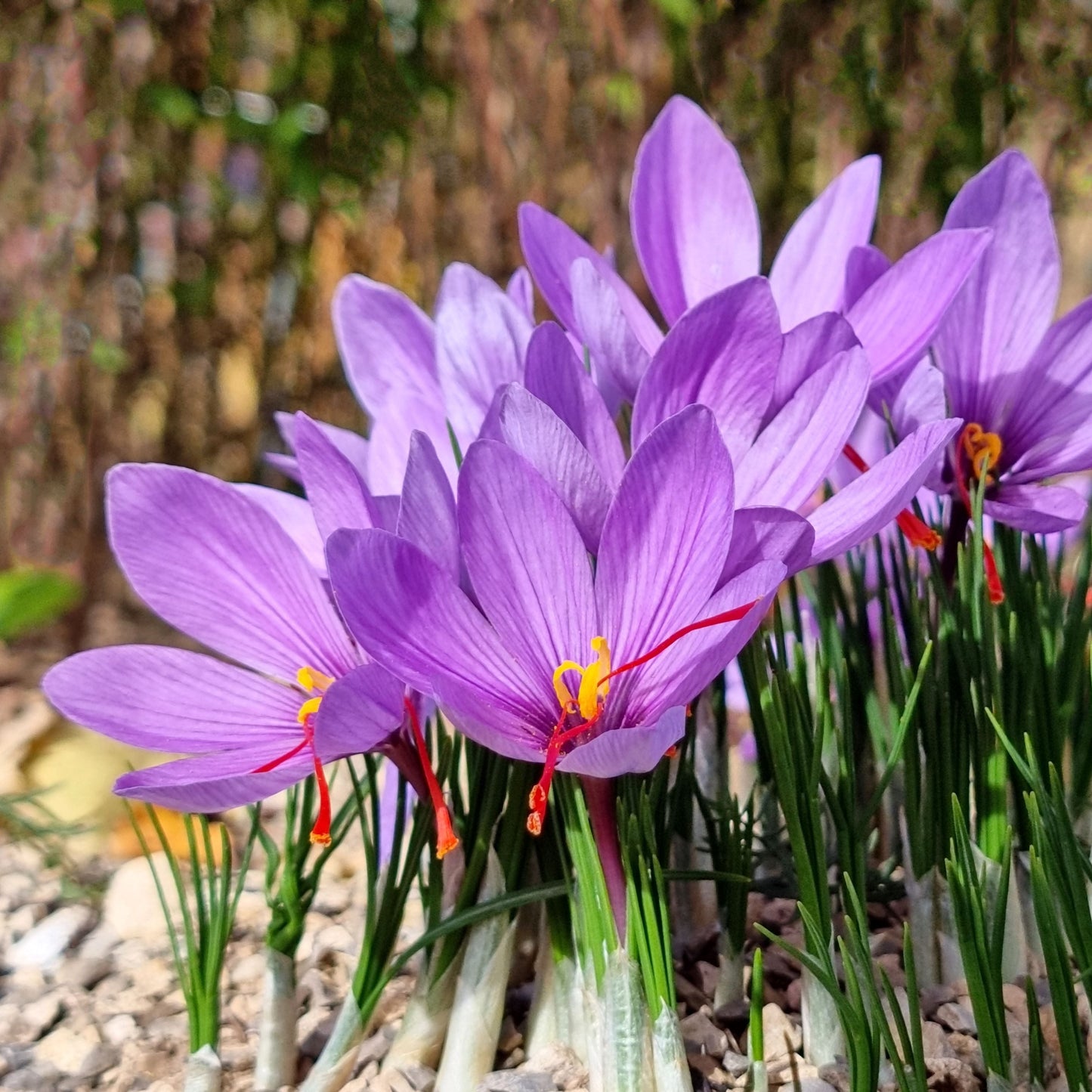 Herbst-Krokus-Blumensamen