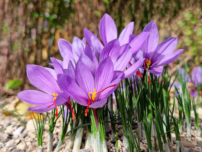 Saffron Crocus Flower Seeds  Crocus Sativus for Garden