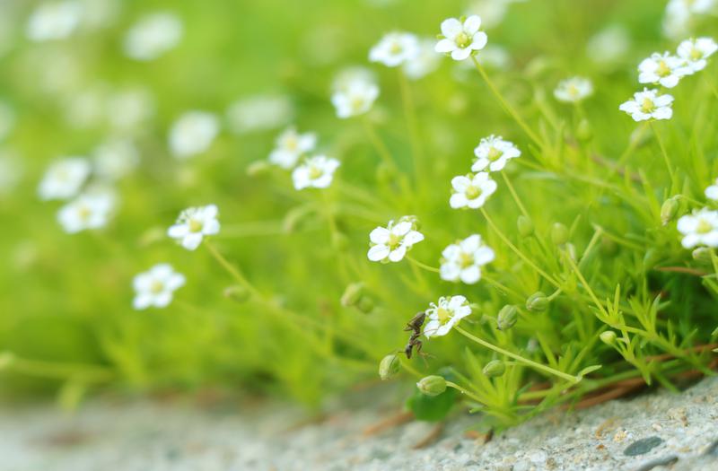 Irish Moss Herb Seeds