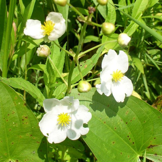 Broadleaf Arrowhead Flower Seeds