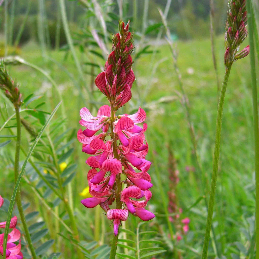 Sainfoin Flower Seeds for Planting and Gardening