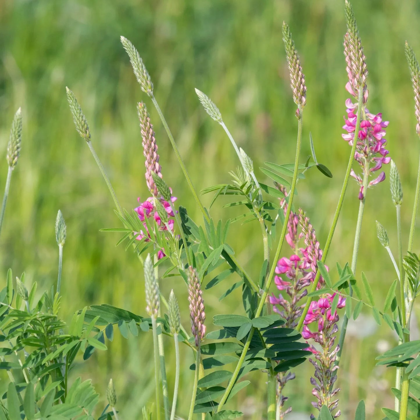 Sainfoin Flower Seeds Planting and Growing Guide
