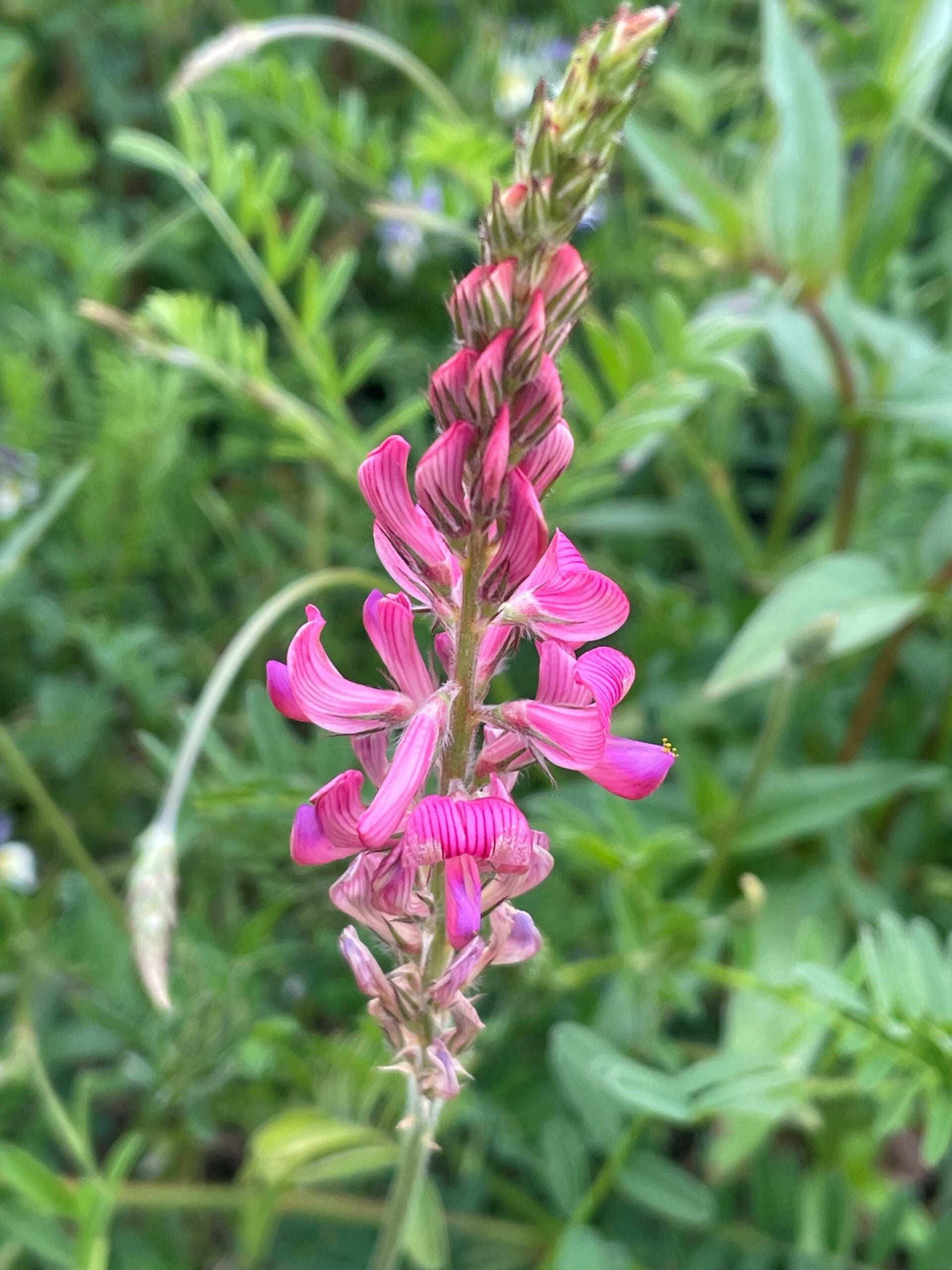 Sainfoin Seeds for Pollinator Gardens with Pink Blooms