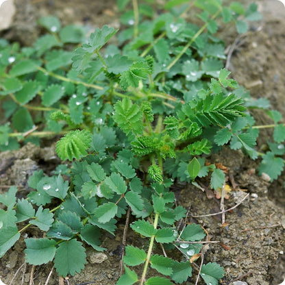 Salad Burnet Seeds Sanguisorba Minor heirloom non-gmo organic garden seeds