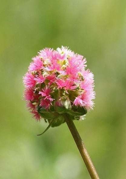 Salad Burnet Sanguisorba Minor Edible Greens Vegetable Herb Flower Seeds heirloom non-gmo organic garden seeds