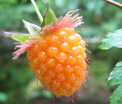 Salmonberry (Russian Raspberry) Rubus Spectabilis Fruit Seeds