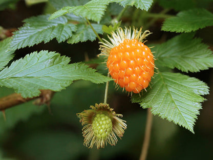 Salmonberry Planting Fruit Seeds heirloom non-gmo organic garden seeds