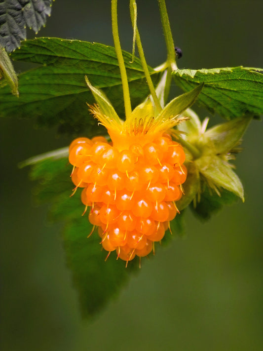 Salmonberry Russian Raspberry Rubus Spectabilis Fruit Seeds heirloom non-gmo organic garden seeds