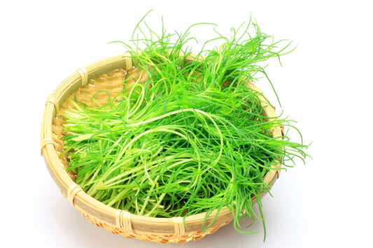 Saltwort Okahijiki Japanese Greens Salsola Komarovii Leaf Vegetable Seeds heirloom non-gmo organic garden seeds
