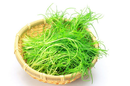 Saltwort Okahijiki Japanese Greens Salsola Komarovii Leaf Vegetable Seeds heirloom non-gmo organic garden seeds