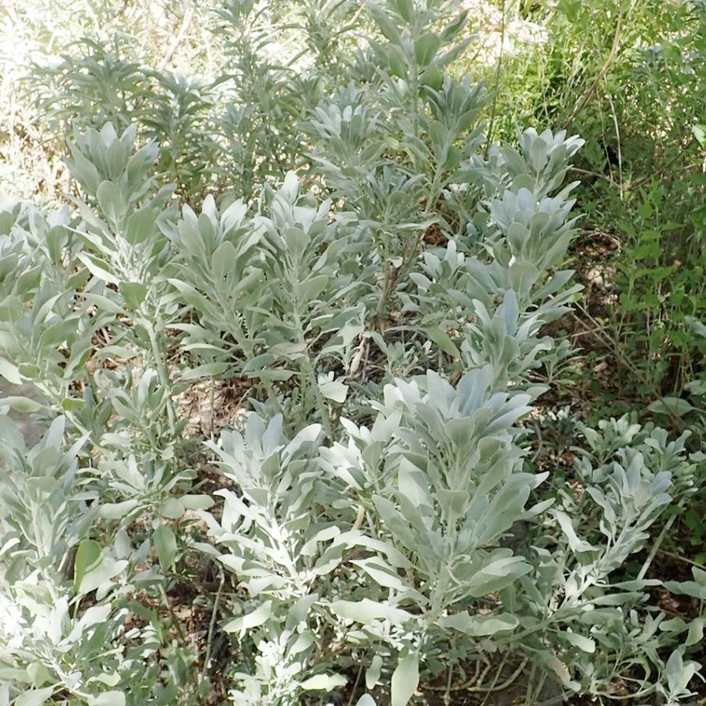 White Sage Salvia Seeds – Drought-Tolerant, Deer-Resistant Perennial Herb