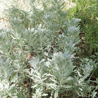 White Sage Salvia Seeds – Drought-Tolerant, Deer-Resistant Perennial Herb