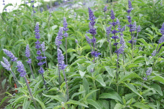 Blue Bedder Sage (Salvia farinacea) Flower Seeds