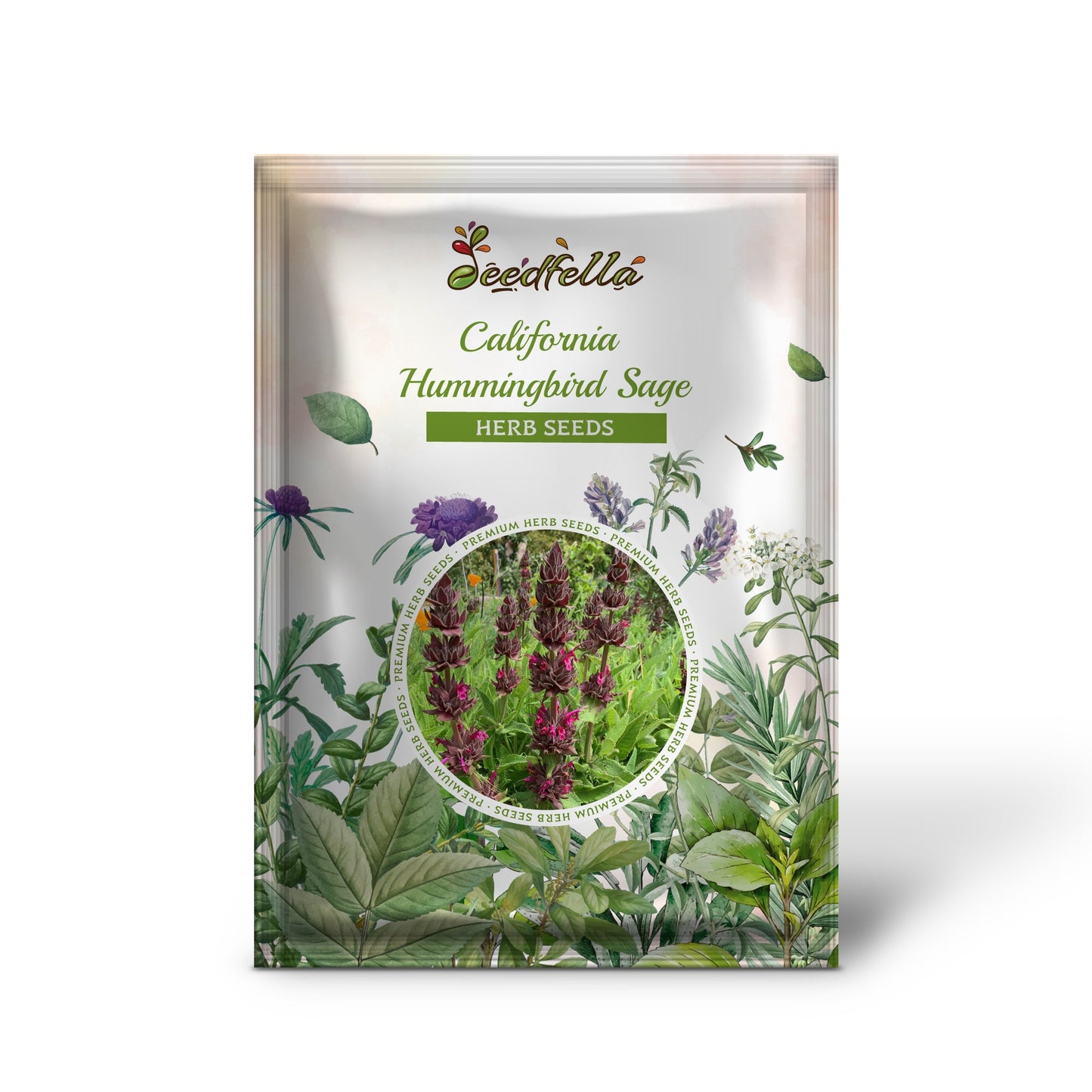 California Hummingbird Sage (Salvia spathacea) Magenta Red Flower Herb Seeds