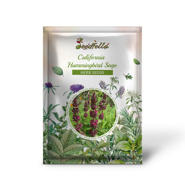 California Hummingbird Sage (Salvia spathacea) Magenta Red Flower Herb Seeds