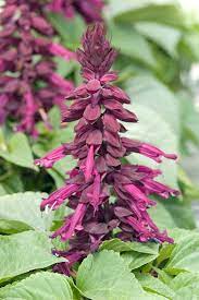 Bright Purple Salvia Splendens (Scarlet Sage) Flower Seeds