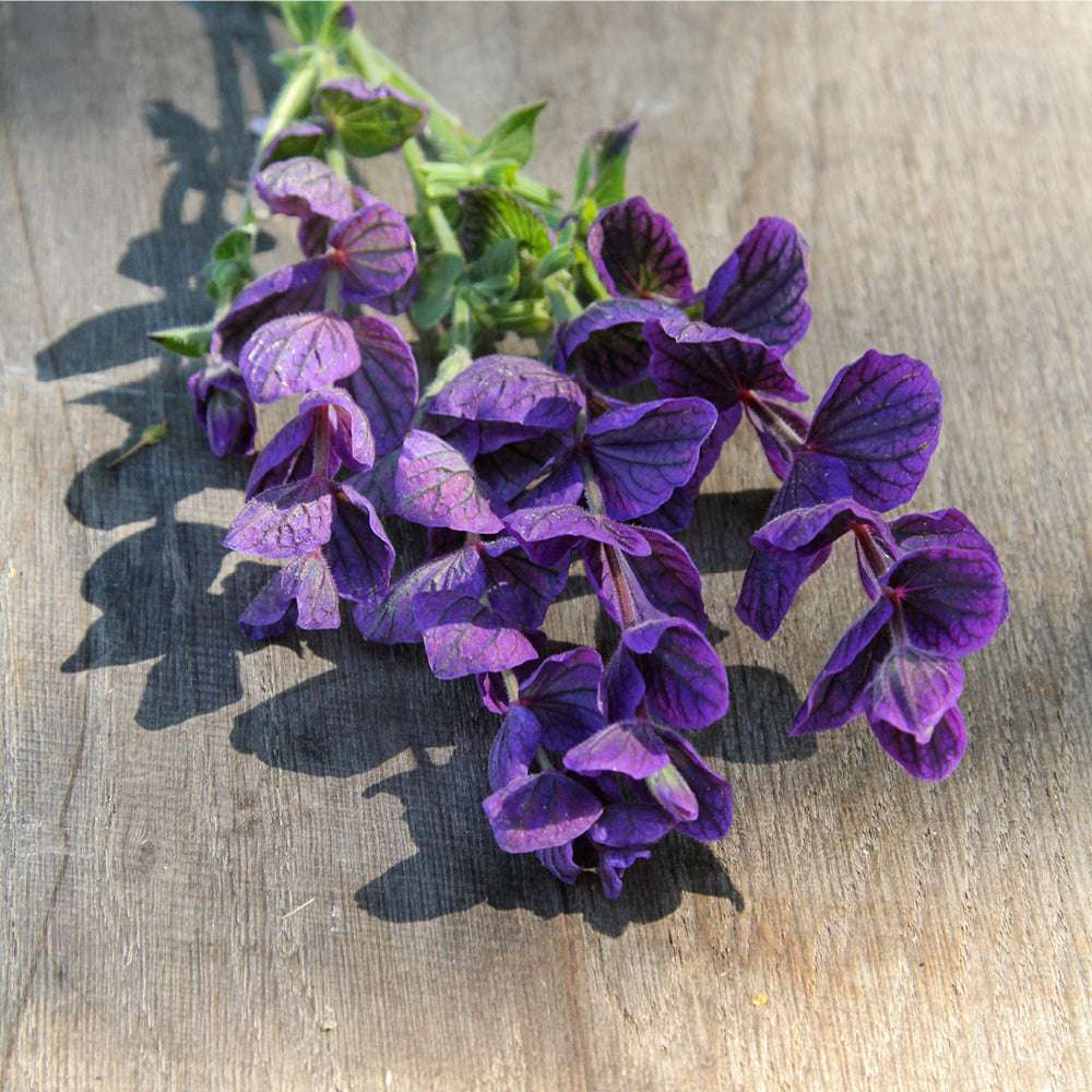 Blue Monday Clary Sage (Salvia viridis) Horminum Herb Flower Seeds