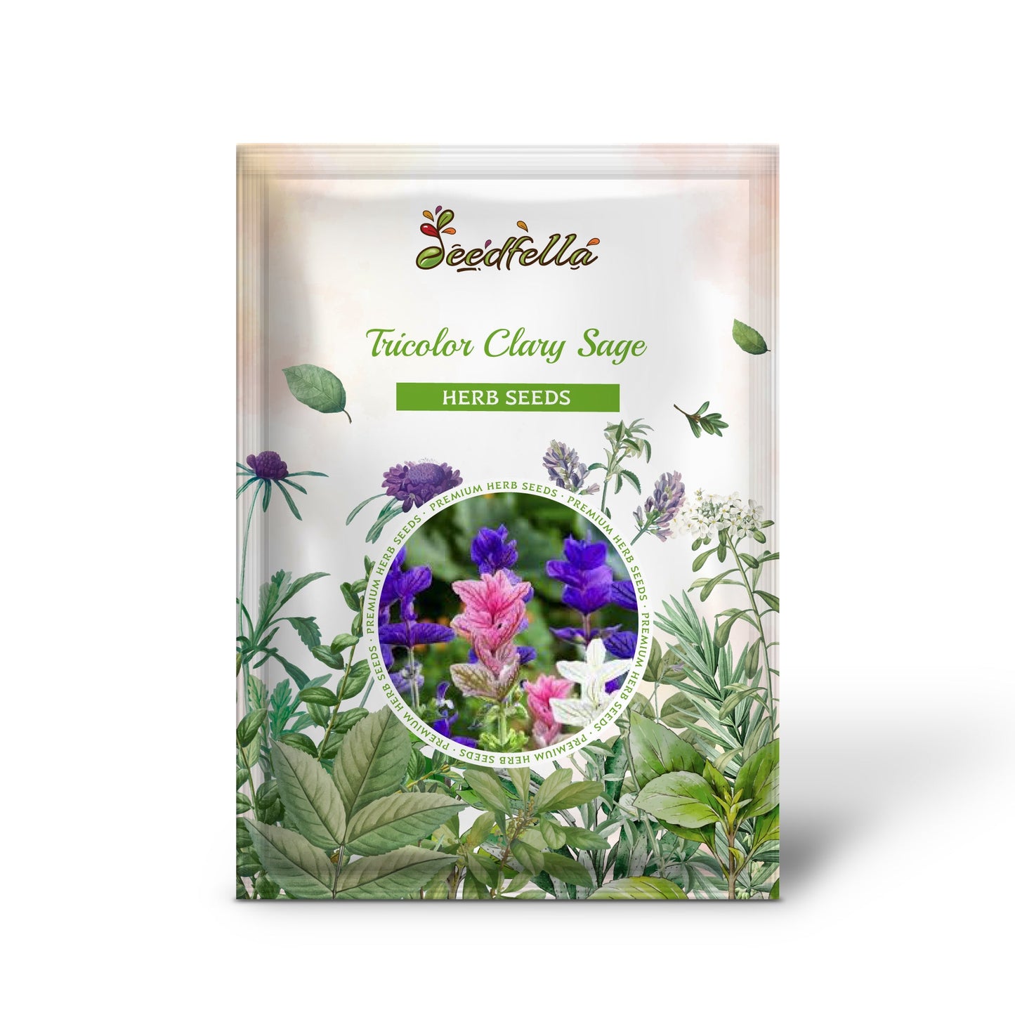Tricolor Clary Sage (Salvia viridis horminum) Mix - Blue, Pink, White Herb Flower Seeds