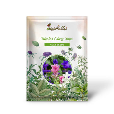 Tricolor Clary Sage (Salvia viridis horminum) Mix - Blue, Pink, White Herb Flower Seeds