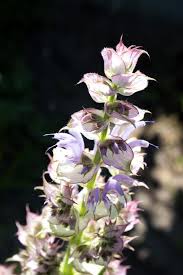 White Swan Clary Sage (Salvia viridis) Horminum Herb Flower Seeds