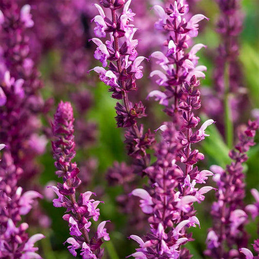 Salvia Sylvestris 'Rose Queen' Blumensamen