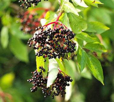 Verbesserte Sortenmischung Holunder (Sambucus nigra) Samen