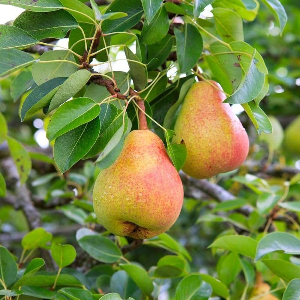 Sand Pear Pyrus Pyrifolia Seeds For Planting In Home Orchard And Farm Garden heirloom non-gmo organic garden seeds