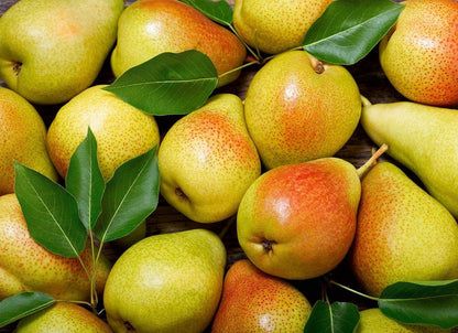 Sand Pear Pyrus pyrifolia Seeds for Planting in Home Orchard and Farm Garden