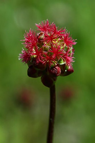 Salad Burnet (Sanguisorba minor) Edible Greens Vegetable Herb Flower Seeds