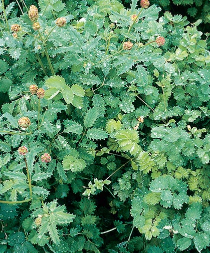 Salad Burnet Seeds (Sanguisorba minor)