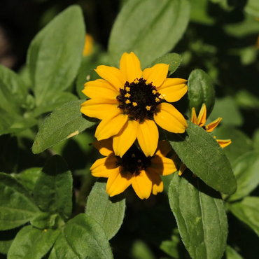 Sanvitalia Sunburst Flower Seeds