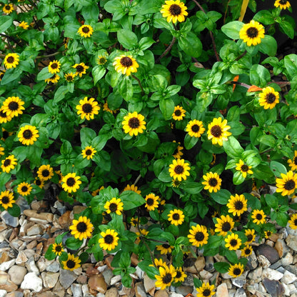 Sanvitalia Sunburst Flower Seeds